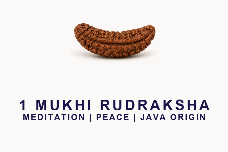 1 Mukhi Rudraksha - Java Origin