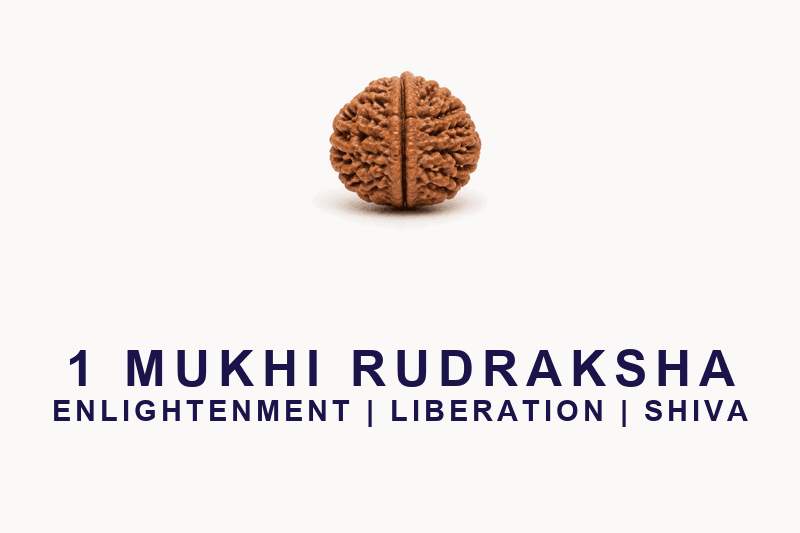 1 Mukhi Rudraksha - Nepal Origin