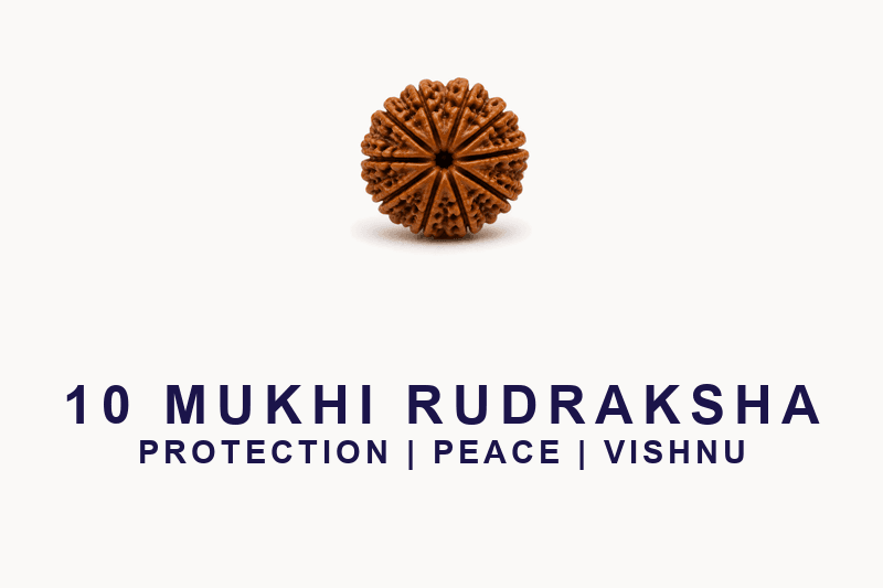 10 Mukhi Rudraksha - Nepal Origin