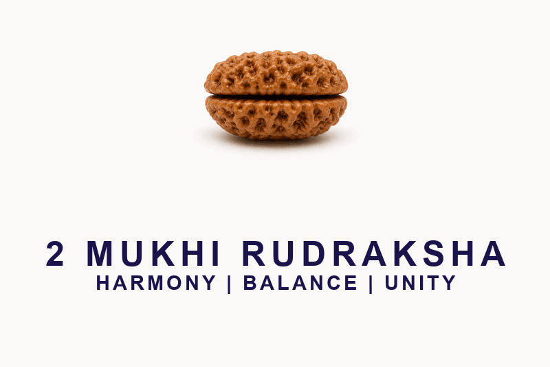 2 Mukhi Rudraksha - Nepal Origin