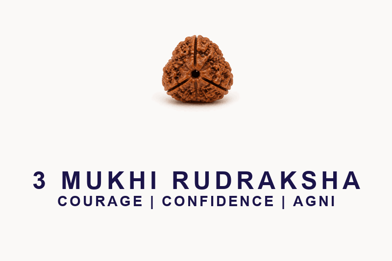 3 Mukhi Rudraksha - Nepal Origin