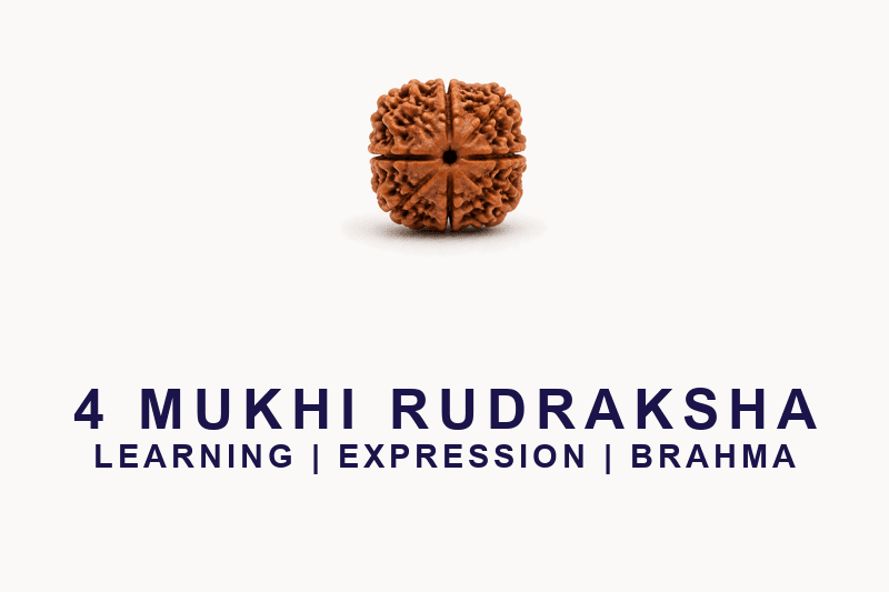 4 Mukhi Rudraksha - Nepal Origin