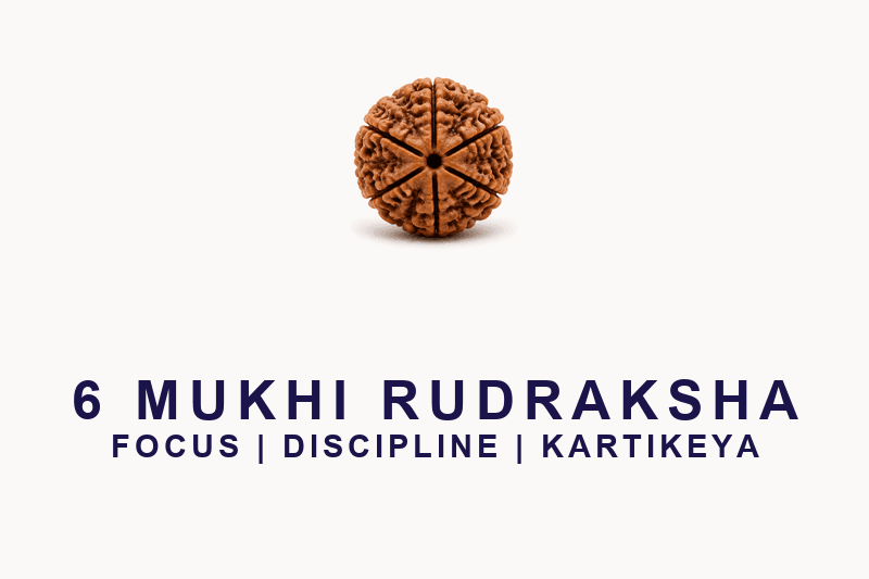 6 Mukhi Rudraksha