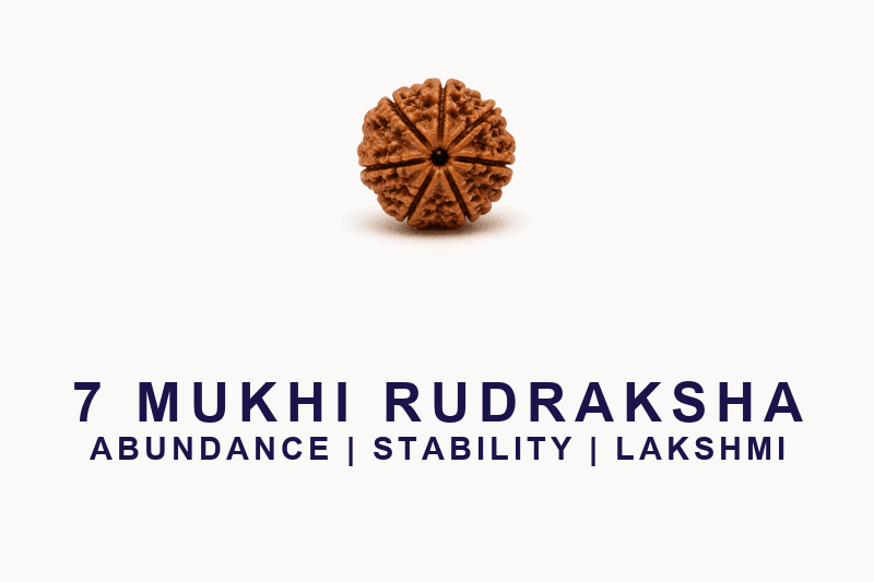 7 Mukhi Rudraksha - Nepal Origin