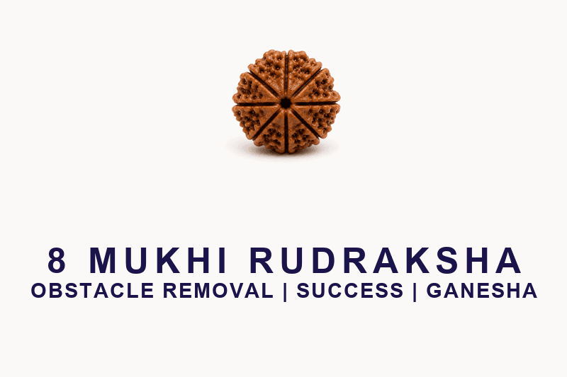8 Mukhi Rudraksha - Nepal Origin