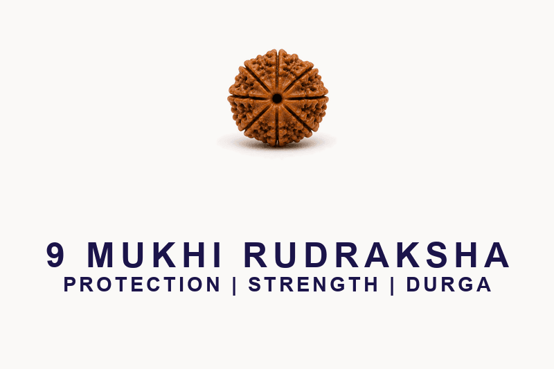 9 Mukhi Rudraksha - Nepal Origin