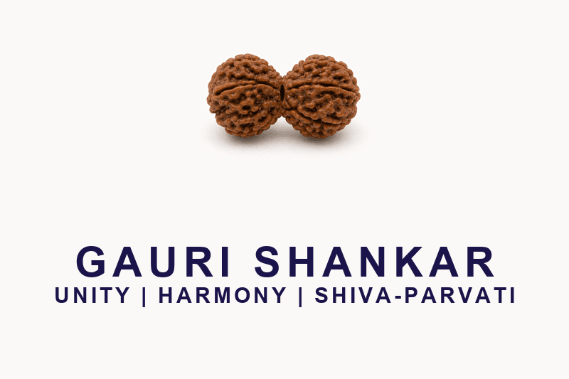 Gauri Shankar Rudraksha