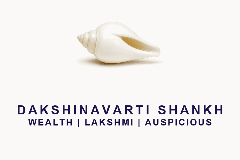 Dakshinavarti Shankh (Right-Handed Conch)