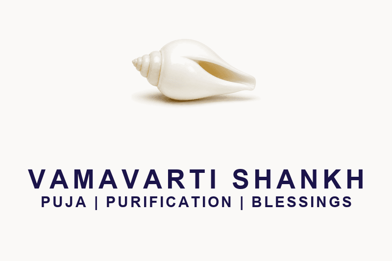 Vamavarti Shankh (Left-Handed Conch)